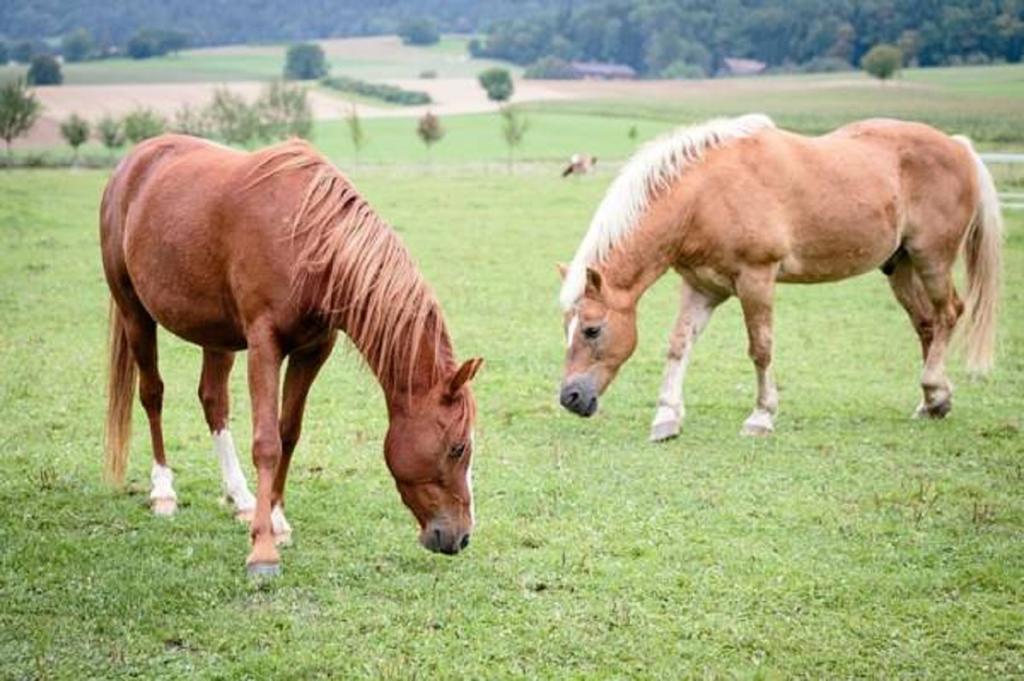 Hotel-Gite Rural A 3 Km De Delemont Courcelon Zewnętrze zdjęcie
